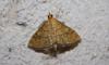Anania verbascalis